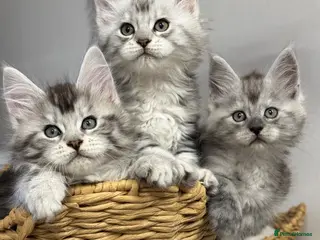 Maine Coon cats 🌟🌟 Amazing Kittens Maine Coon 🌟🌟 - Advert 5