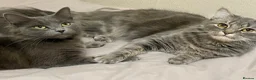 British Longhair cats for sale: Last 2 little boys  - Advert 33