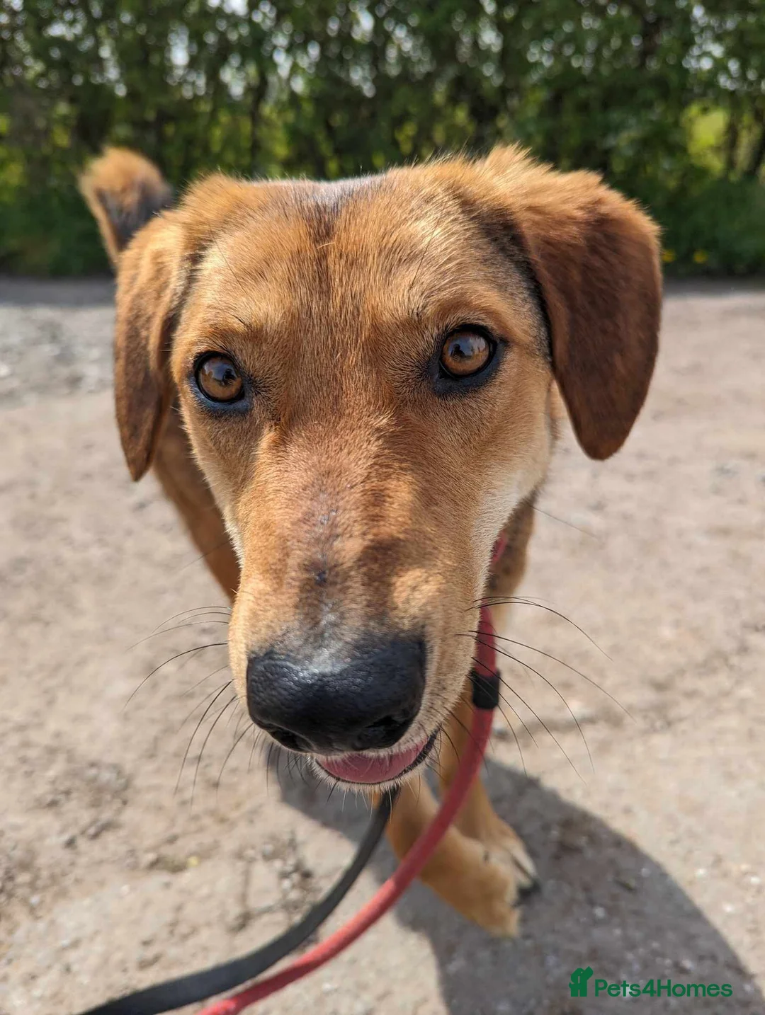 Mixed Breed dogs for adoption: Meet Shiloh, currently residing in Cheshire  in Nantwich - Advert 16