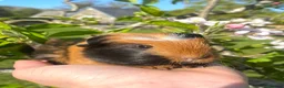 Guinea Pig rodents for sale: Guinea Pig Looking for their forever homes  - Advert 30