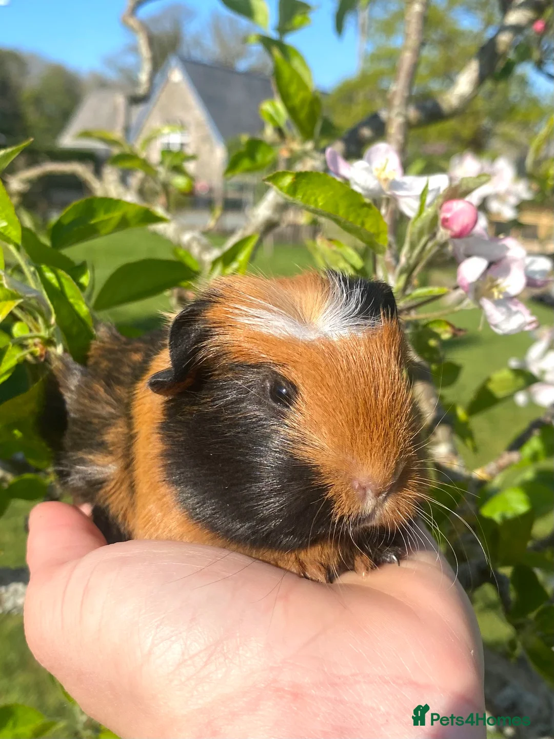 Guinea Pig rodents for sale: Guinea Pig Looking for their forever homes  - Advert 30