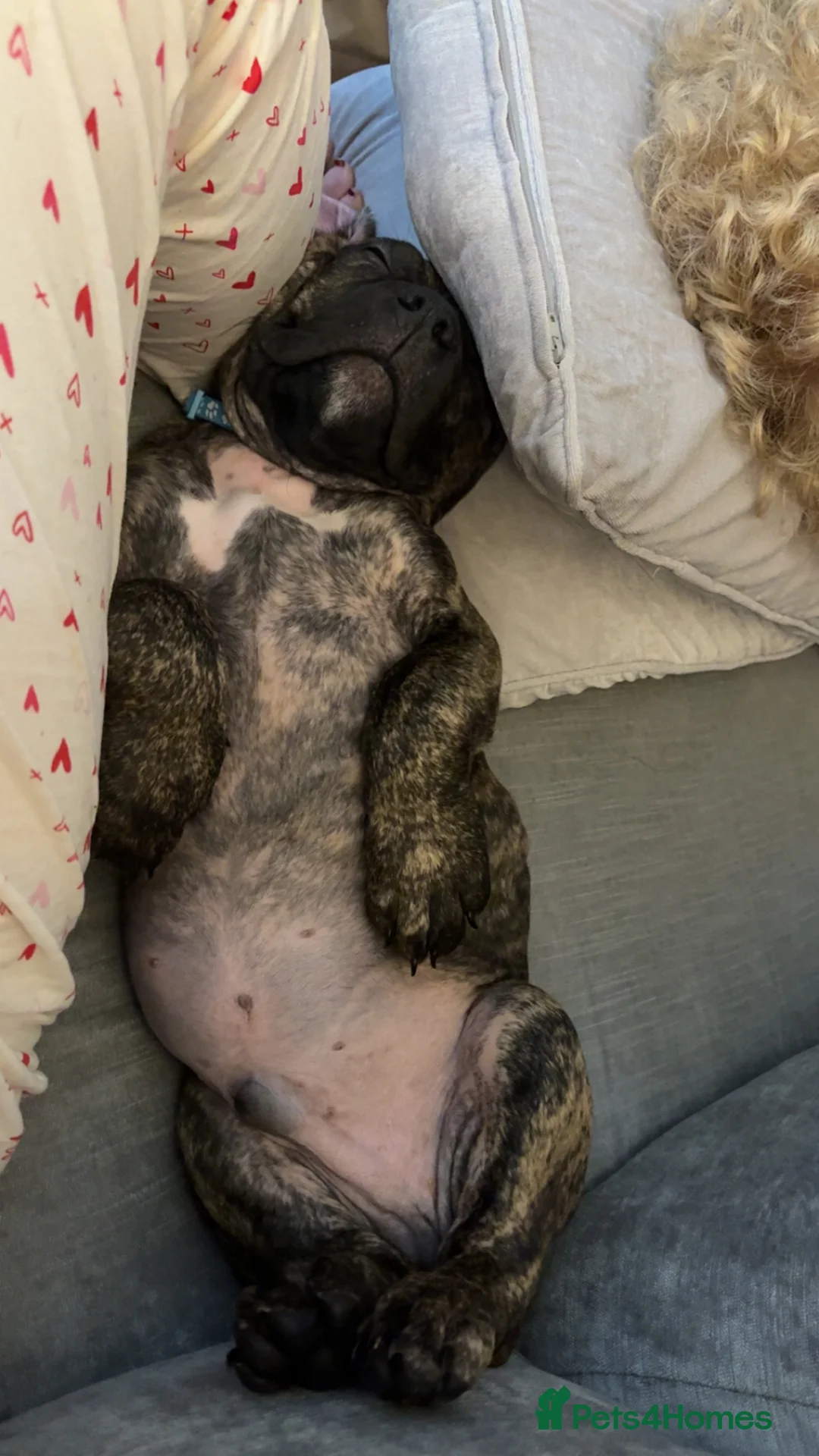 Mixed Breed dogs for sale: Stiles - Advert 2