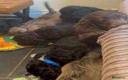 Cockapoo dogs for sale: Beautiful fully DNA tested show Cockapoo puppies - Image 5