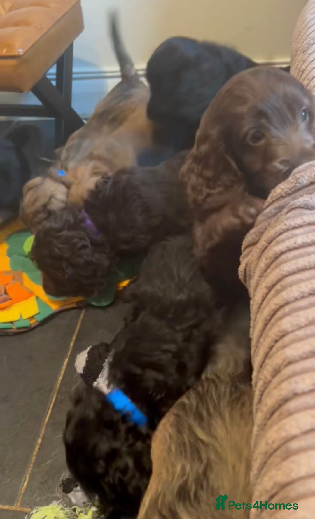 Cockapoo dogs for sale: Beautiful fully DNA tested show Cockapoo puppies - Image 5