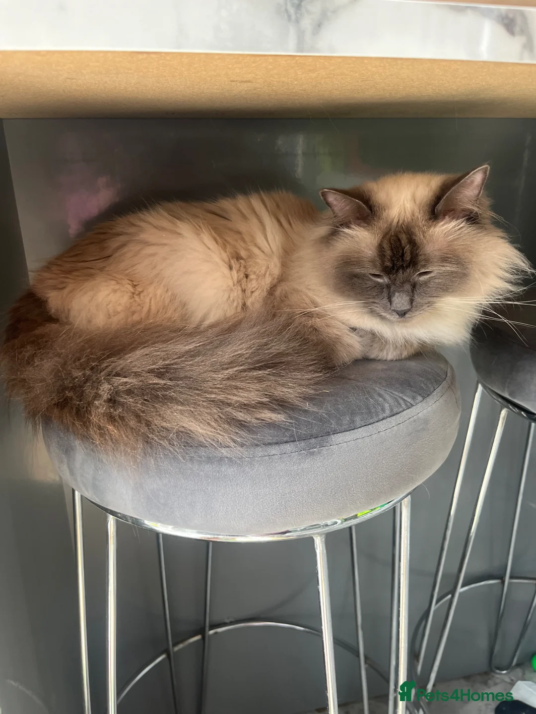 Ragdoll cats for sale: Ragdoll kittens for sale in Glasgow - Advert 2