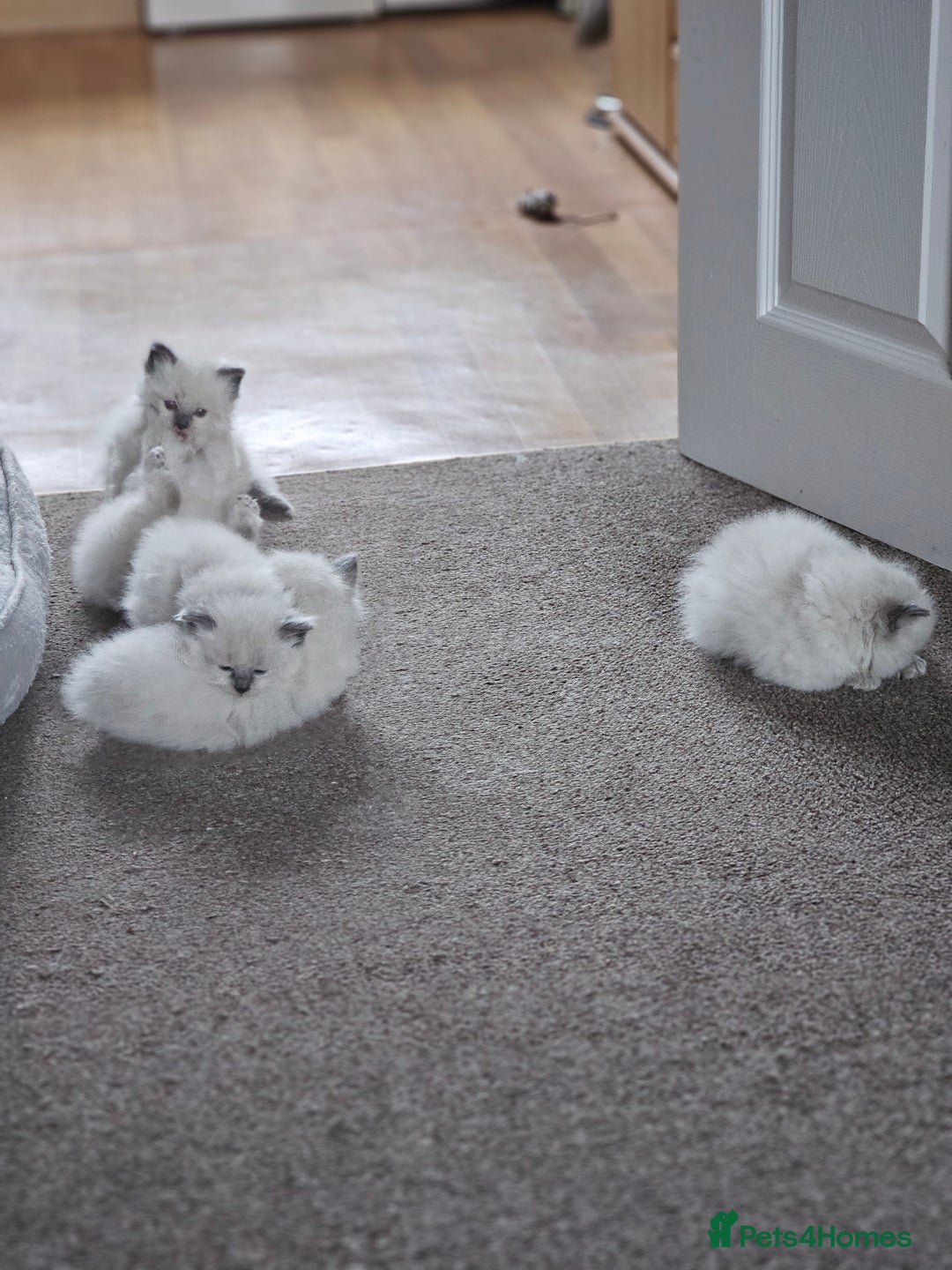 Ragdoll cats for sale: Ragdoll kittens 100% pure - Advert 11