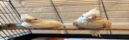 Cockatiels birds for sale: Baby Cockatiels- Albino White - Advert 6