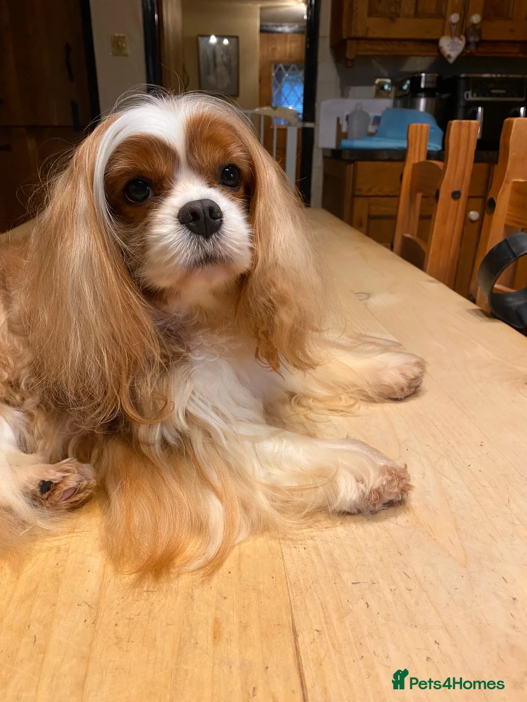 Cavalier King Charles Spaniel dogs for stud: Stunning Imported Cavalier Stud, Health Tested.  in Market Drayton - Advert 2