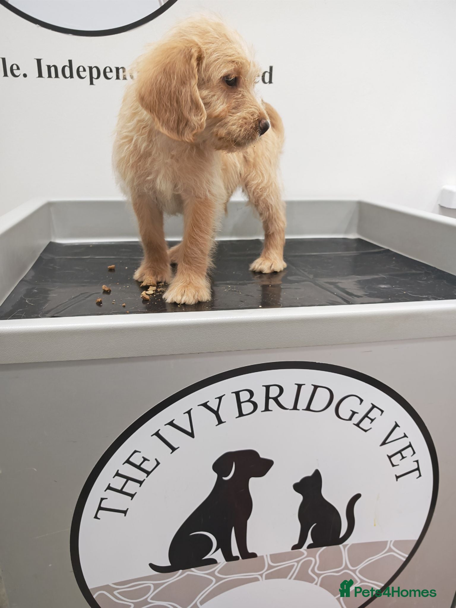 Labradoodle dogs Ready This Sunday Fluffy Min Labradoodles  - Advert 13