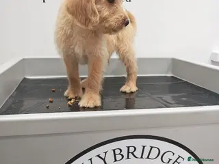 Labradoodle dogs Ready This Sunday Fluffy Min Labradoodles - Advert 13