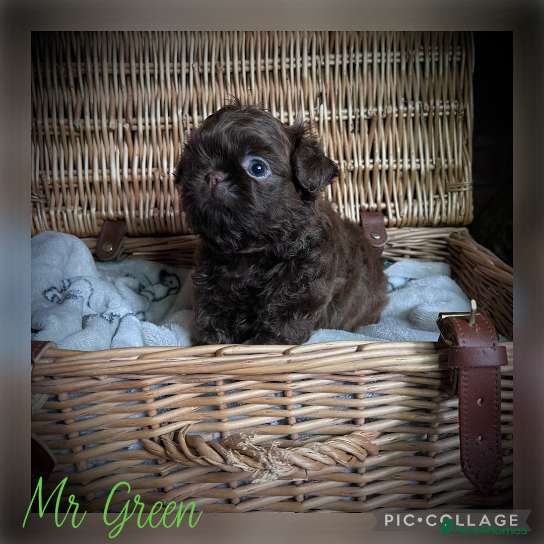 Shih Tzu dogs for sale: Stunning KC chocolate imperial Shihtzu puppies - Image 25