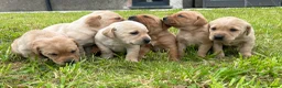 Labrador Retriever dogs for sale: Beautiful Litter of Labrador Puppies - Advert 4