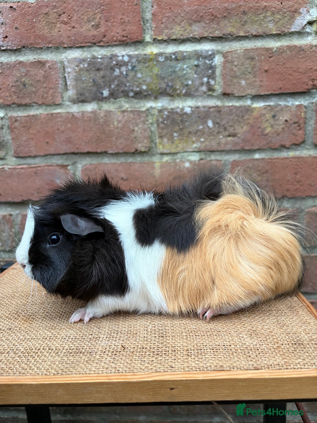 Guinea Pig rodents for sale: Two handsome boars  - Advert 2