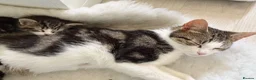 Mixed Breed cats for sale: Four beautiful kittens ready now  - Advert 9