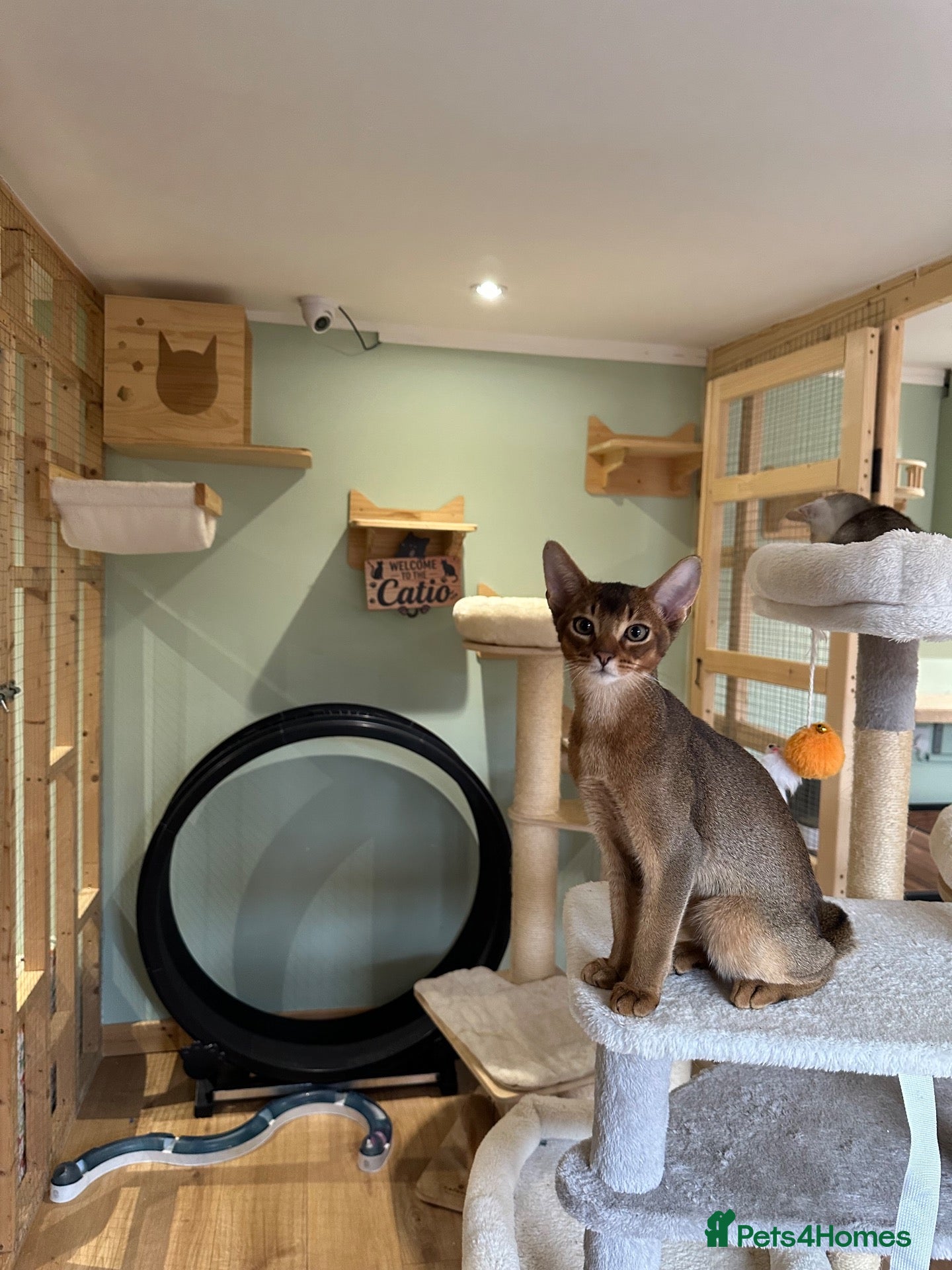 Abyssinian cats Last one boy ready to go🌟 - Advert 10
