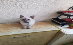 Ragdoll cats for sale: Finding new homes for 6 ragdoll kittens - Image 6