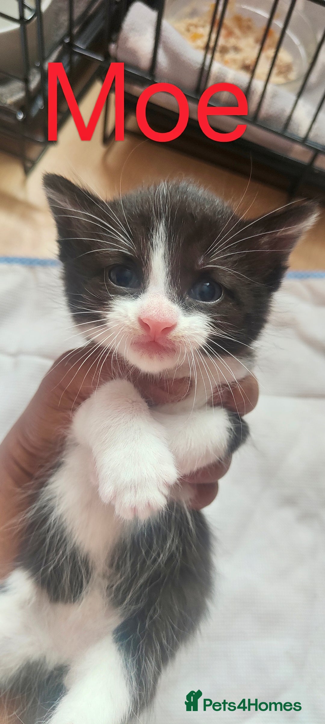Mixed Breed cats for sale: Ragdoll mixed kittens - Image 2