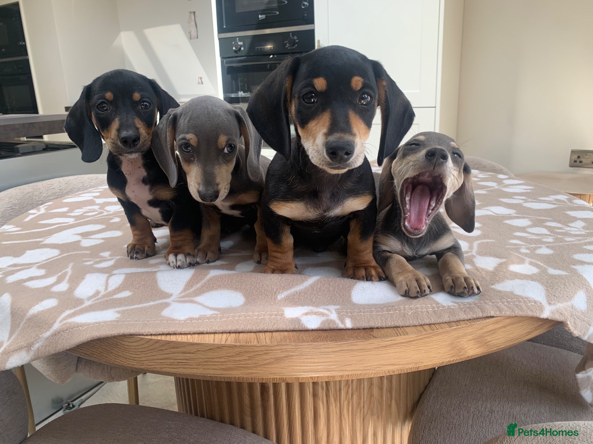 Miniature Dachshund dogs ****mini dachshunds *** - Advert 1