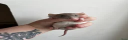 Rat rodents for sale: Dwarf Rats - Advert 2