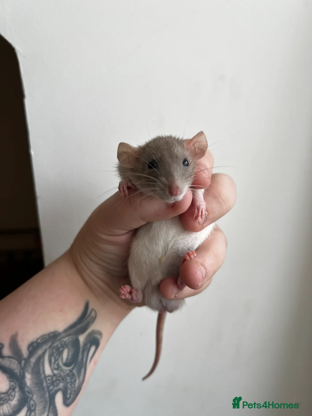 Rat rodents for sale: Dwarf Rats - Advert 2