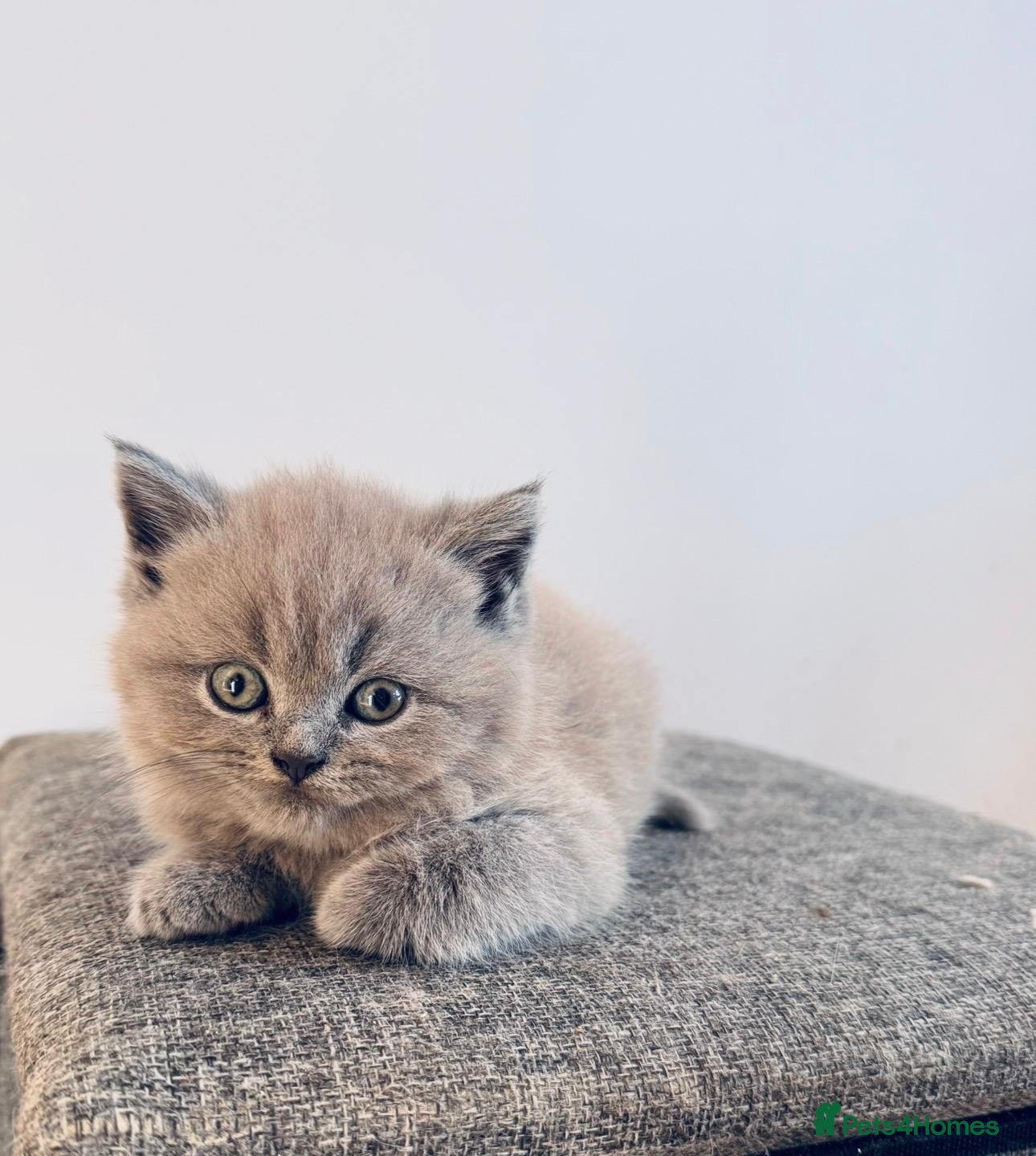British Shorthair cats Gorgeous Pedigree BSH x Persian ready to go now - Advert 1