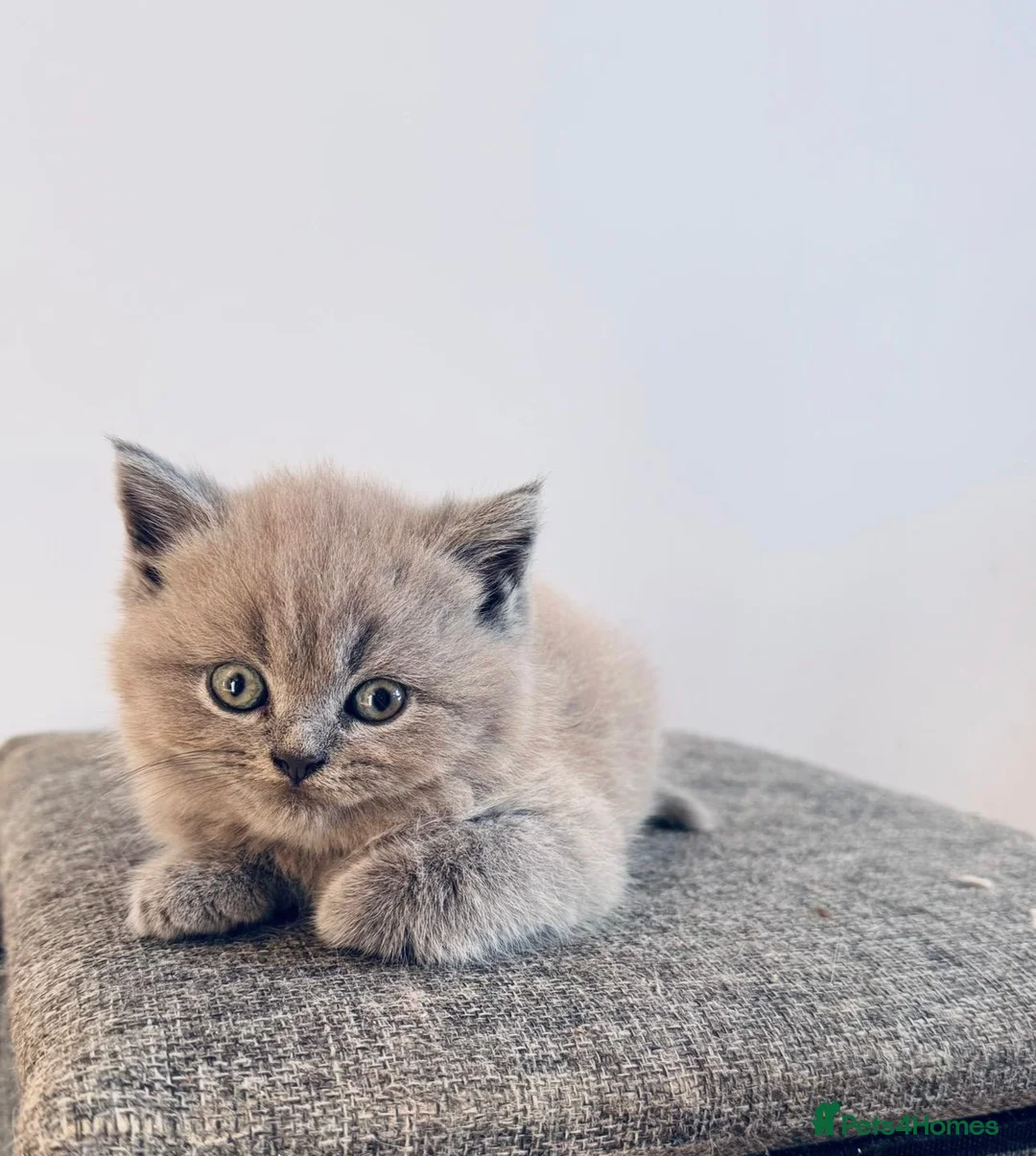 British Shorthair cats for sale: Gorgeous Pedigree BSH x Persian ready to go now - Advert 1