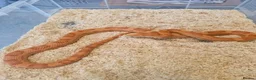 Corn Snake reptiles for sale: Scaleless caramel female 100%het scaleless male  - Advert 6