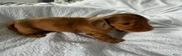 Miniature Dachshund dogs for sale: Outstanding litter of miniature sausage dogs  - Advert 14