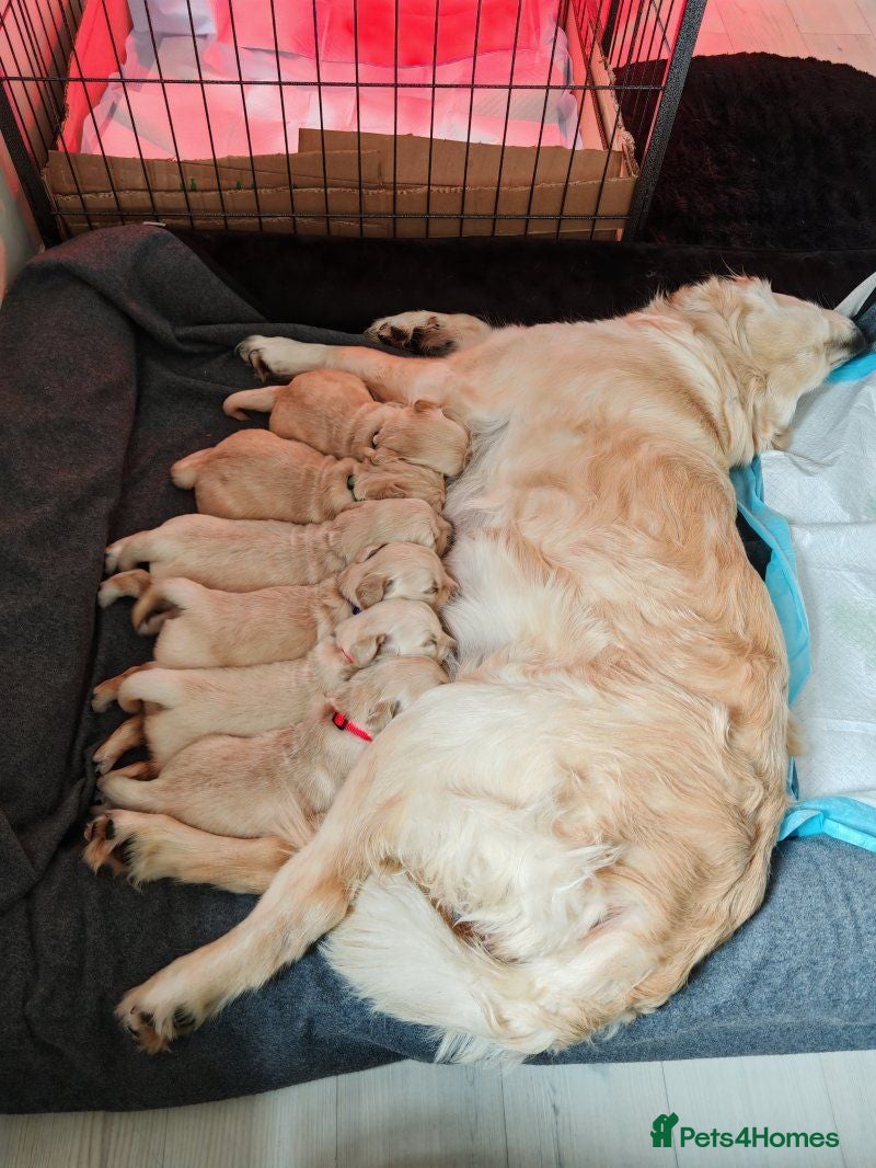 Golden Retriever dogs Beautiful Chunky Golden Retriever Puppies. - Advert 2