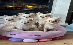 Chihuahua dogs for sale: KC Reg Champion Russian lines LONG COAT puppies - Image 24