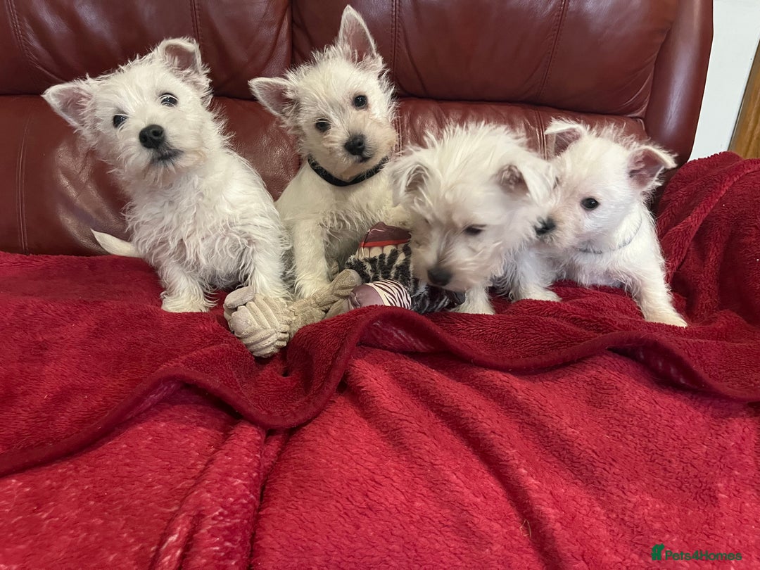 West Highland Terrier dogs for sale: 1 Boy Left   - Advert 5