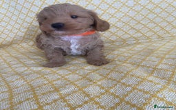 Maltipoo dogs for sale: Beautiful, health tested maltipoos  - Image 3