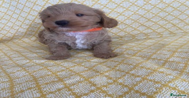 Maltipoo dogs - Advert 15