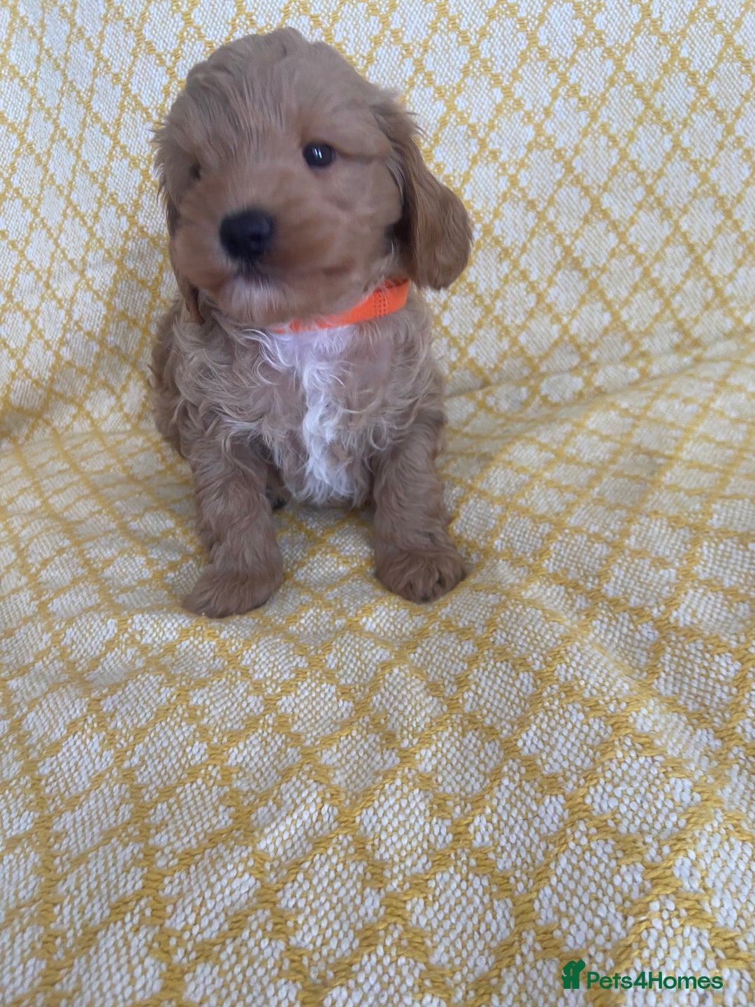 Maltipoo dogs for sale: Beautiful, health tested maltipoos  - Image 3