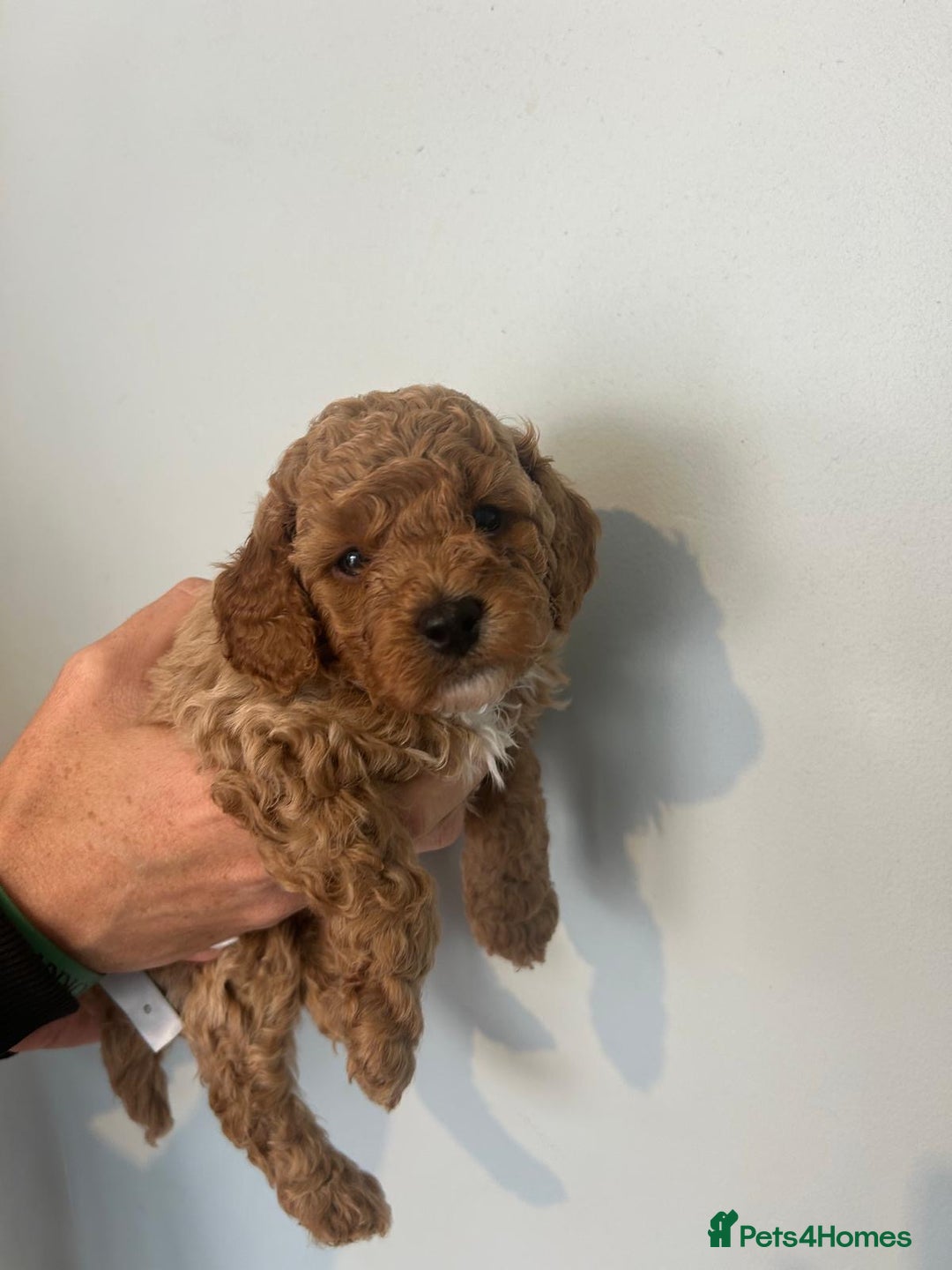 Cavapoo dogs for sale: Stunning F1B Cavapoo puppies  - Image 12
