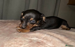 Dachshund dogs for sale: Dachshund puppies  - Image 4