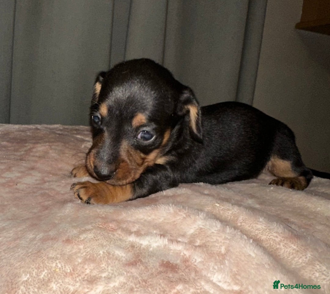 Dachshund dogs for sale: Dachshund puppies  - Image 4