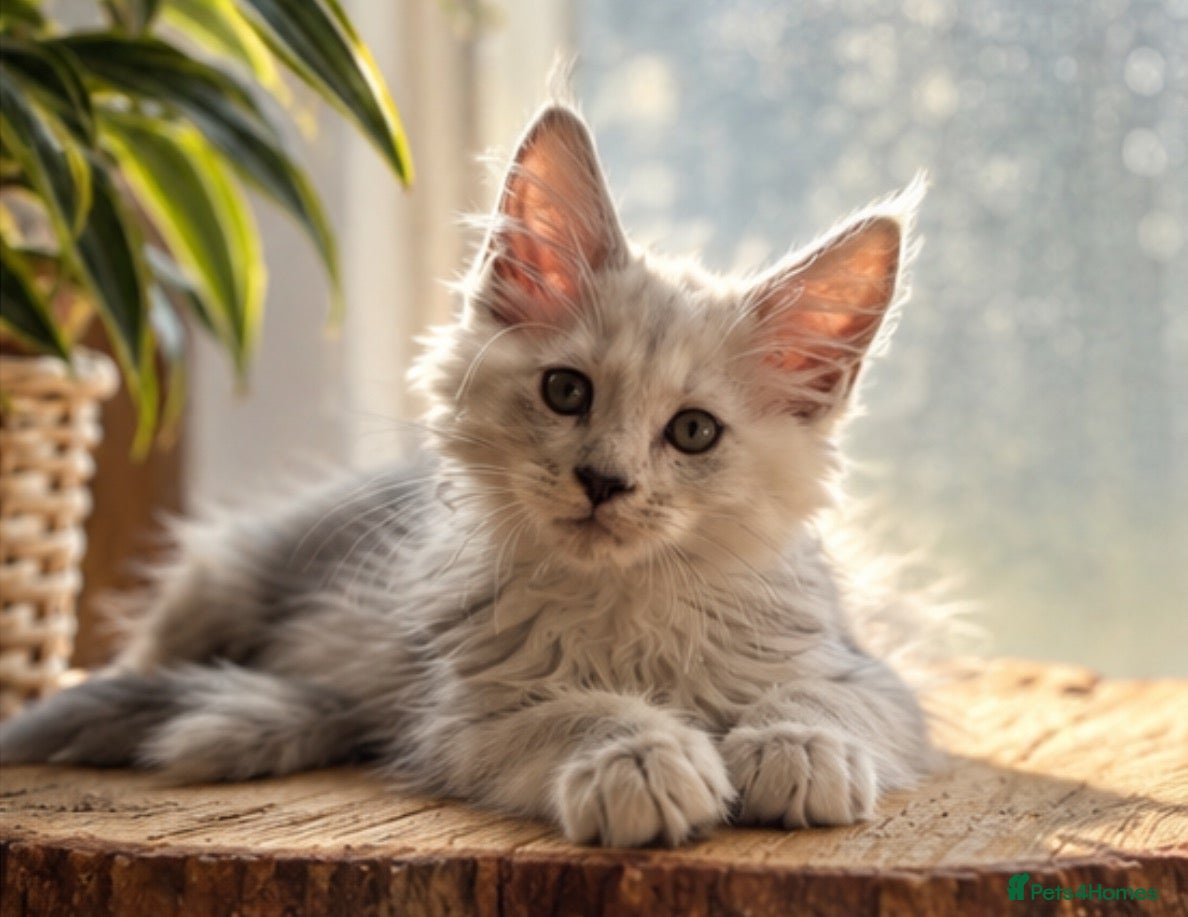 Maine Coon cats Beautiful Maine coon kittens - Advert 1