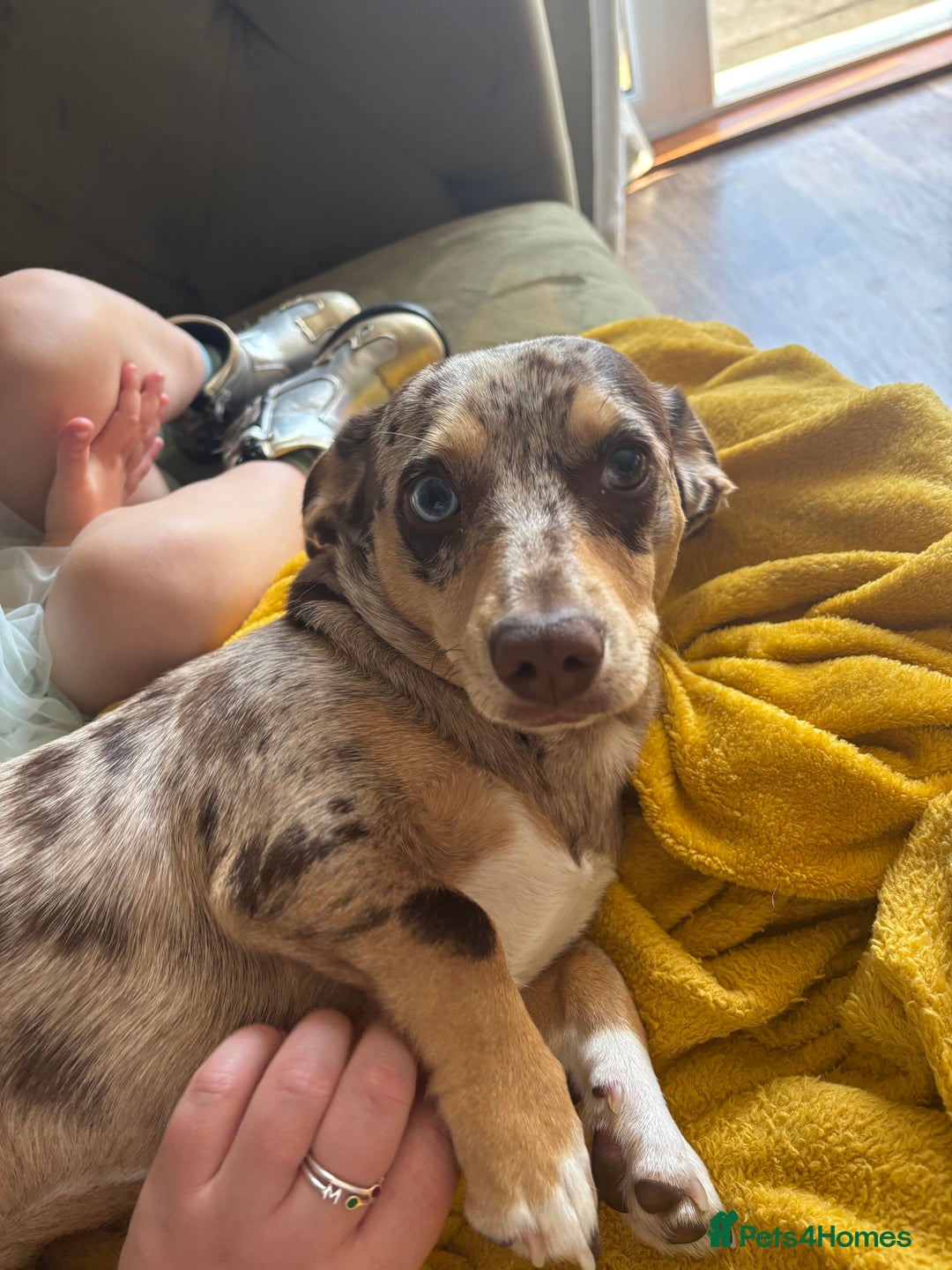 Chiweenie dogs for sale: Hugo Rehome  - Image 4