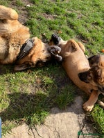 German Shepherd dogs - Advert 10