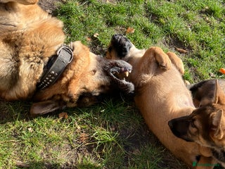 German Shepherd dogs - Advert 5