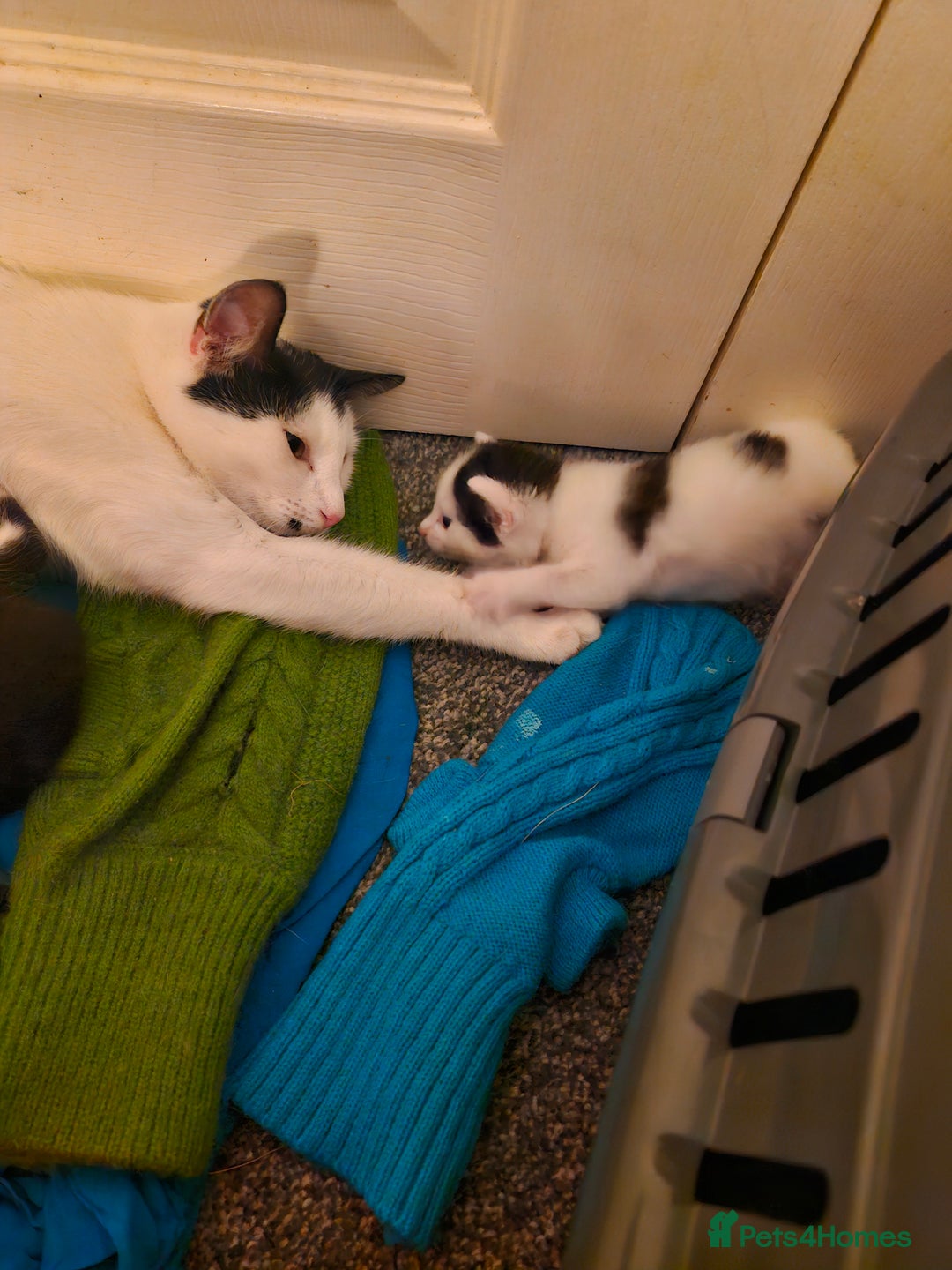 British Shorthair cats for sale: British short-hair kittens ready to be re-homed. - Image 2