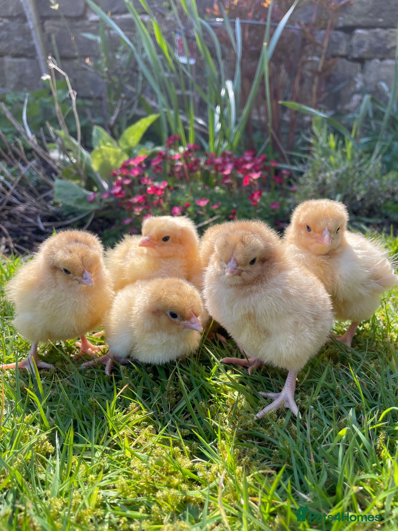 Chickens poultry 🧡🩶Orpington chicks (Multiple colours) 🧡🩶 - Advert 1