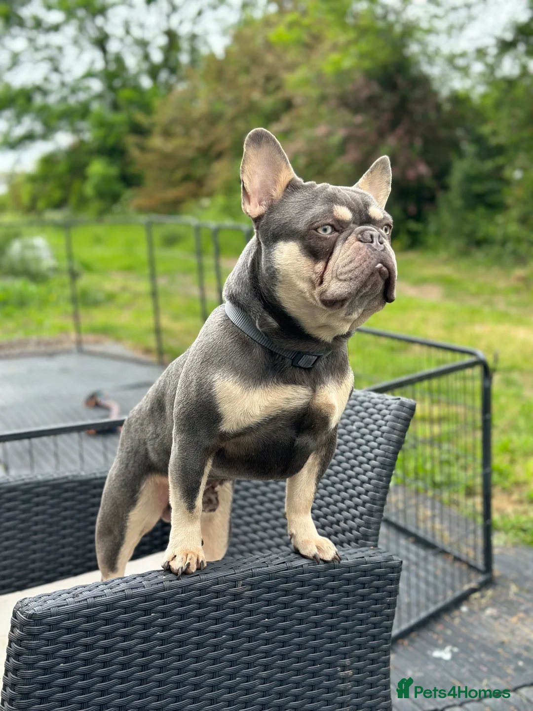 French Bulldog dogs for sale: French Bulldog- experienced adult home only - Advert 5