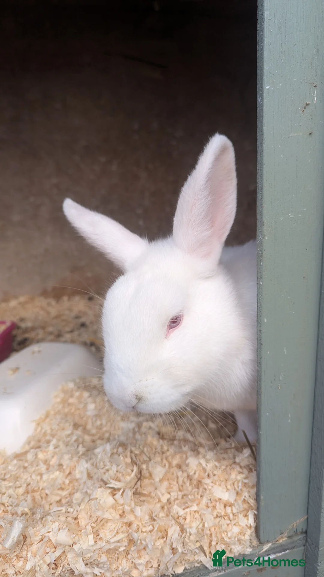 Rex rabbits for sale: 3 Rabbits - 2 x Velvet Rex, 1 x New Zealand White - Advert 5
