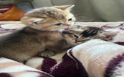 British Shorthair cats for sale: Golden British shorthair  - Image 3