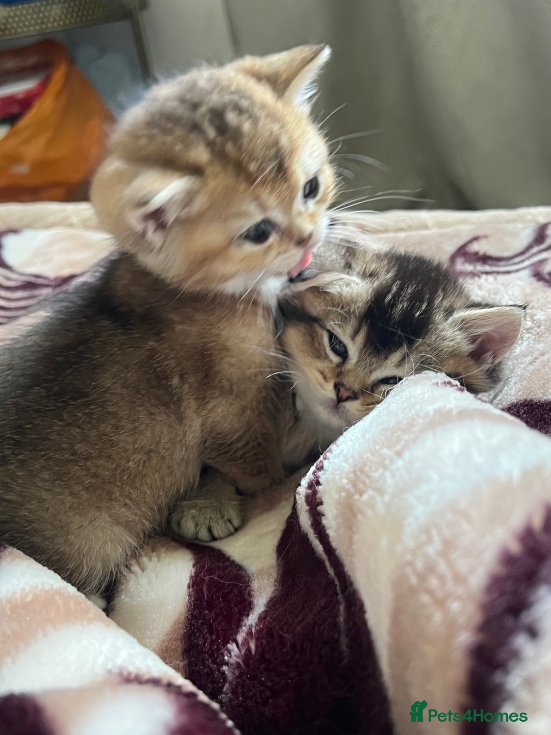 British Shorthair cats for sale: Golden British shorthair  - Image 3