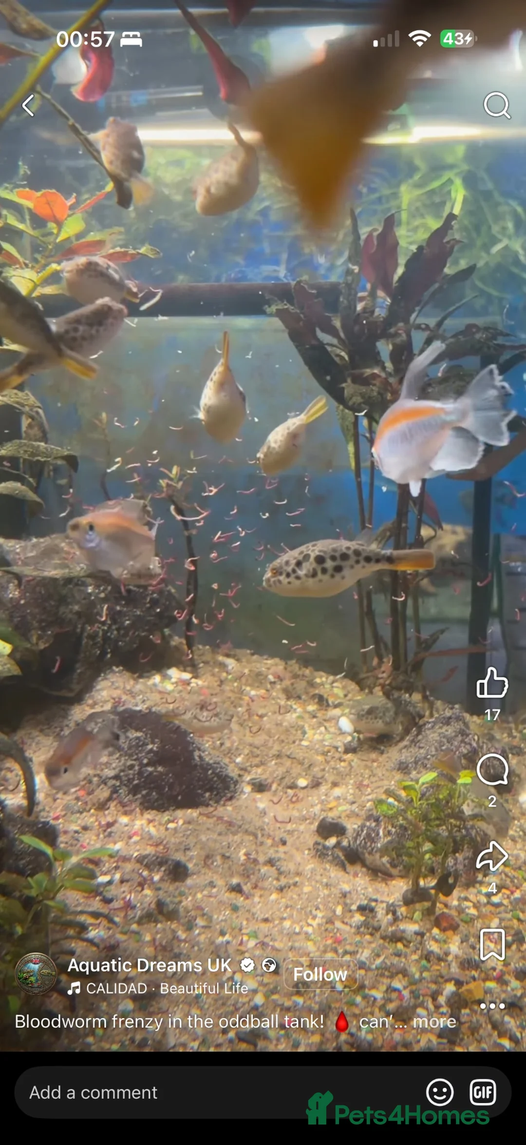 Pufferfish fish for sale: Spotted Congo puffers  - Advert 2