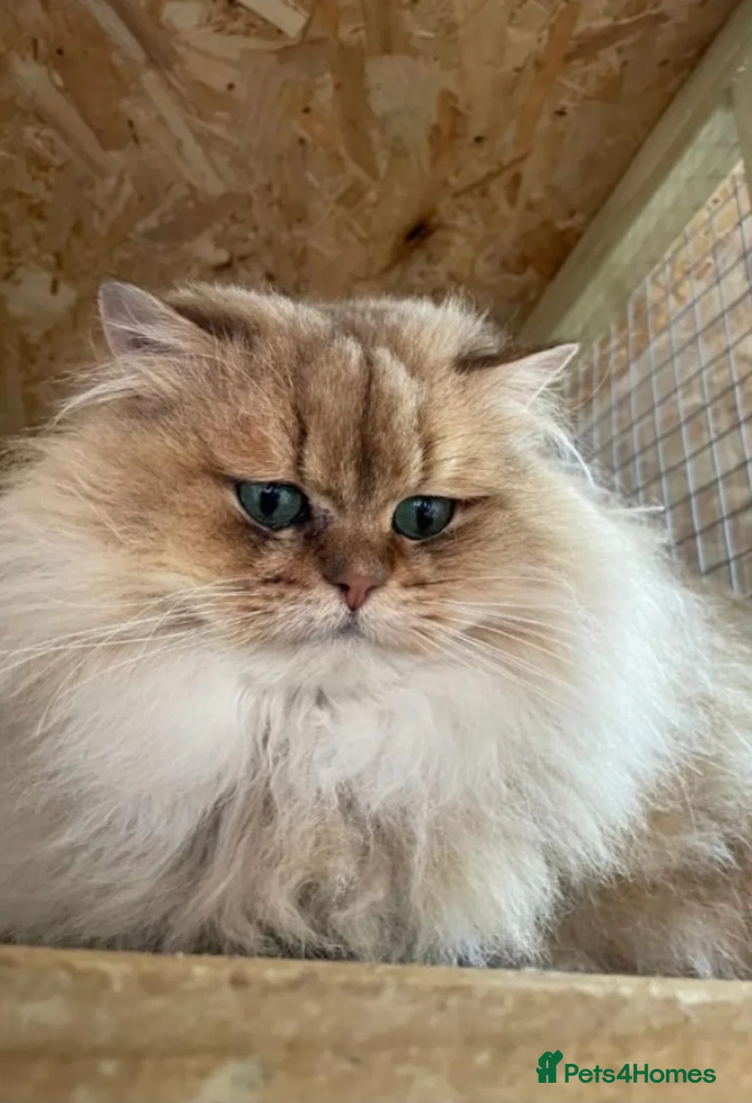 British Longhair cats for sale: BLH adorable golden kittens TICA - Advert 24