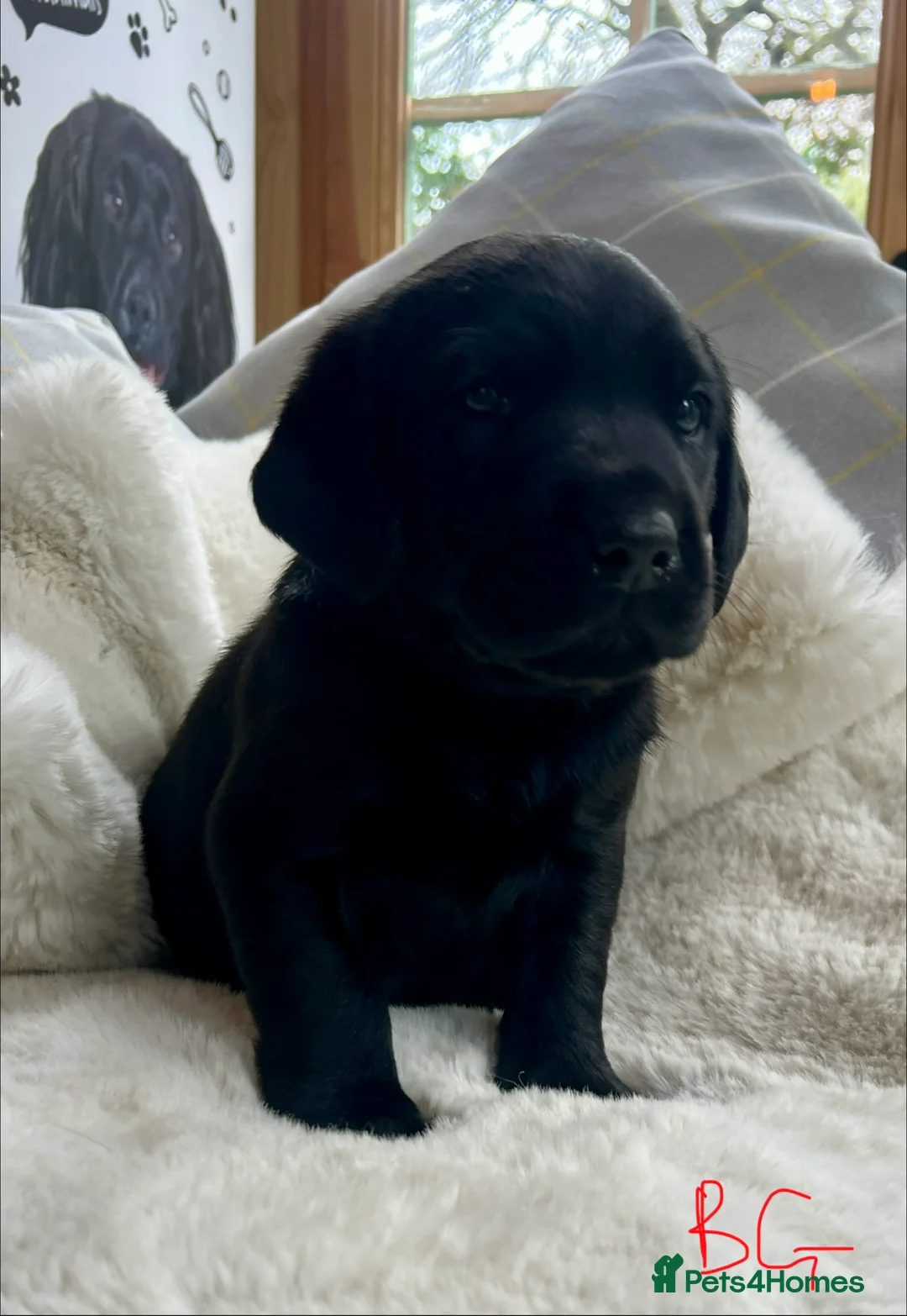 Labrador Retriever dogs for sale: KC black Labradors  - Advert 24